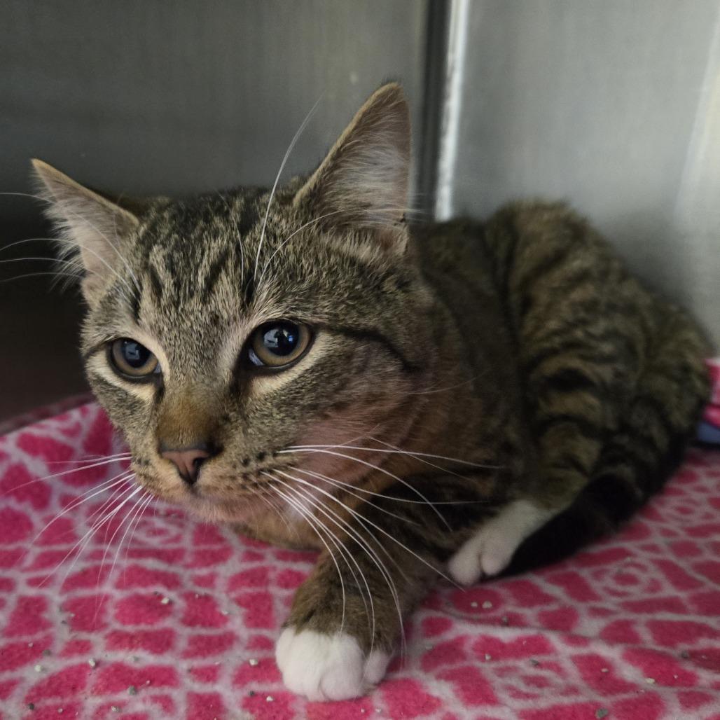 Tangerine 26-016, Adoptable, Young Male Domestic Short Hair.