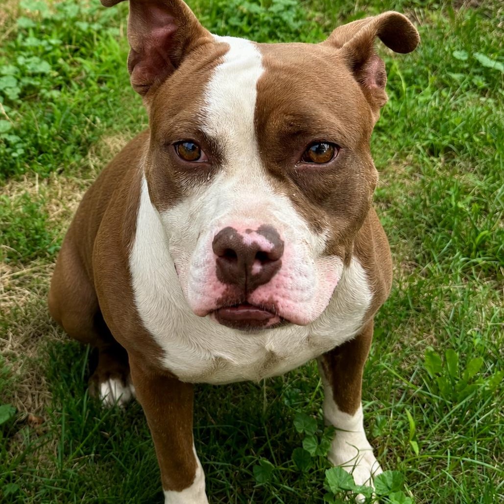 Enlarge Sylvia, a ADOPTABLE Pit Bull Terrier in Buffalo, NY image 3/6