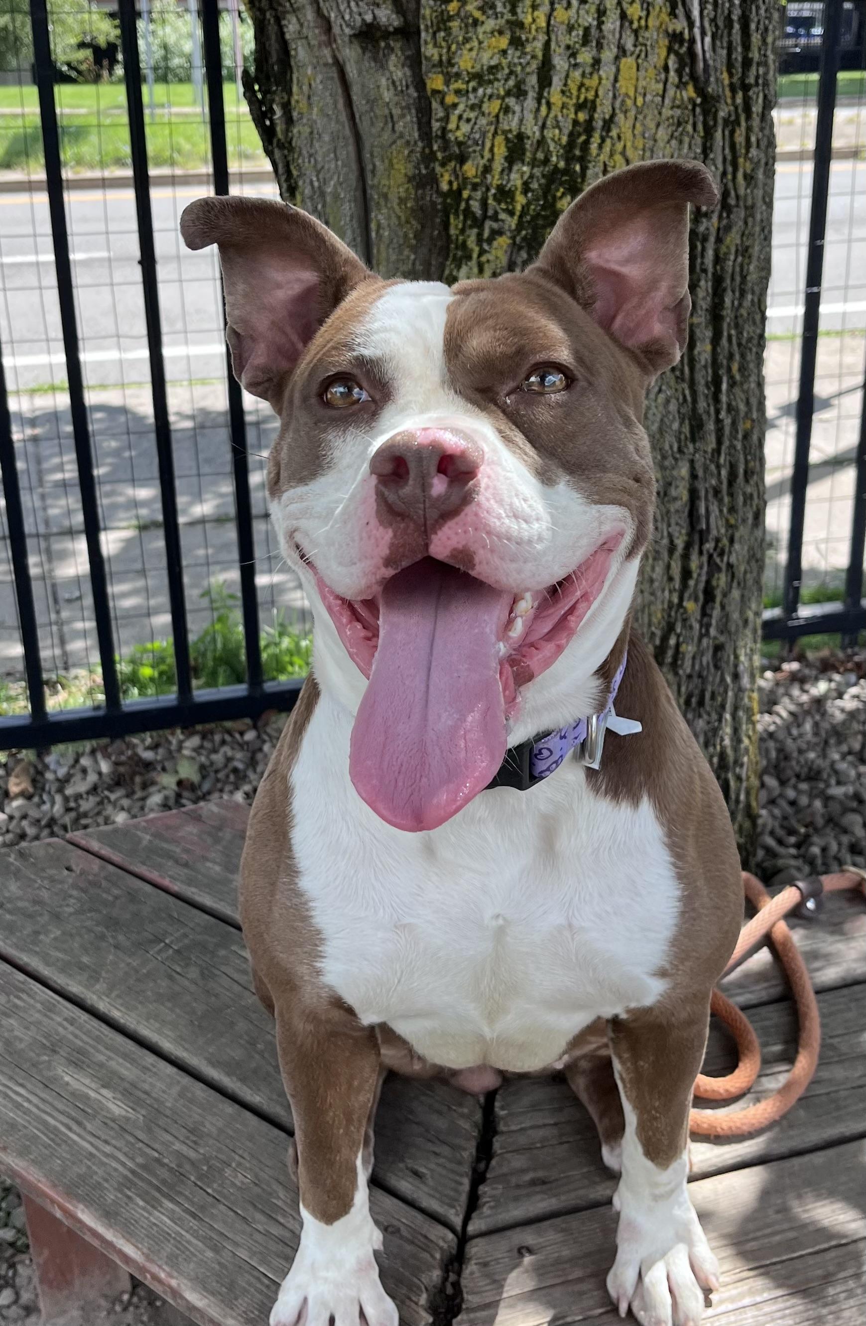 Enlarge Sylvia, a ADOPTABLE mixed breed in Buffalo, NY image 2/6