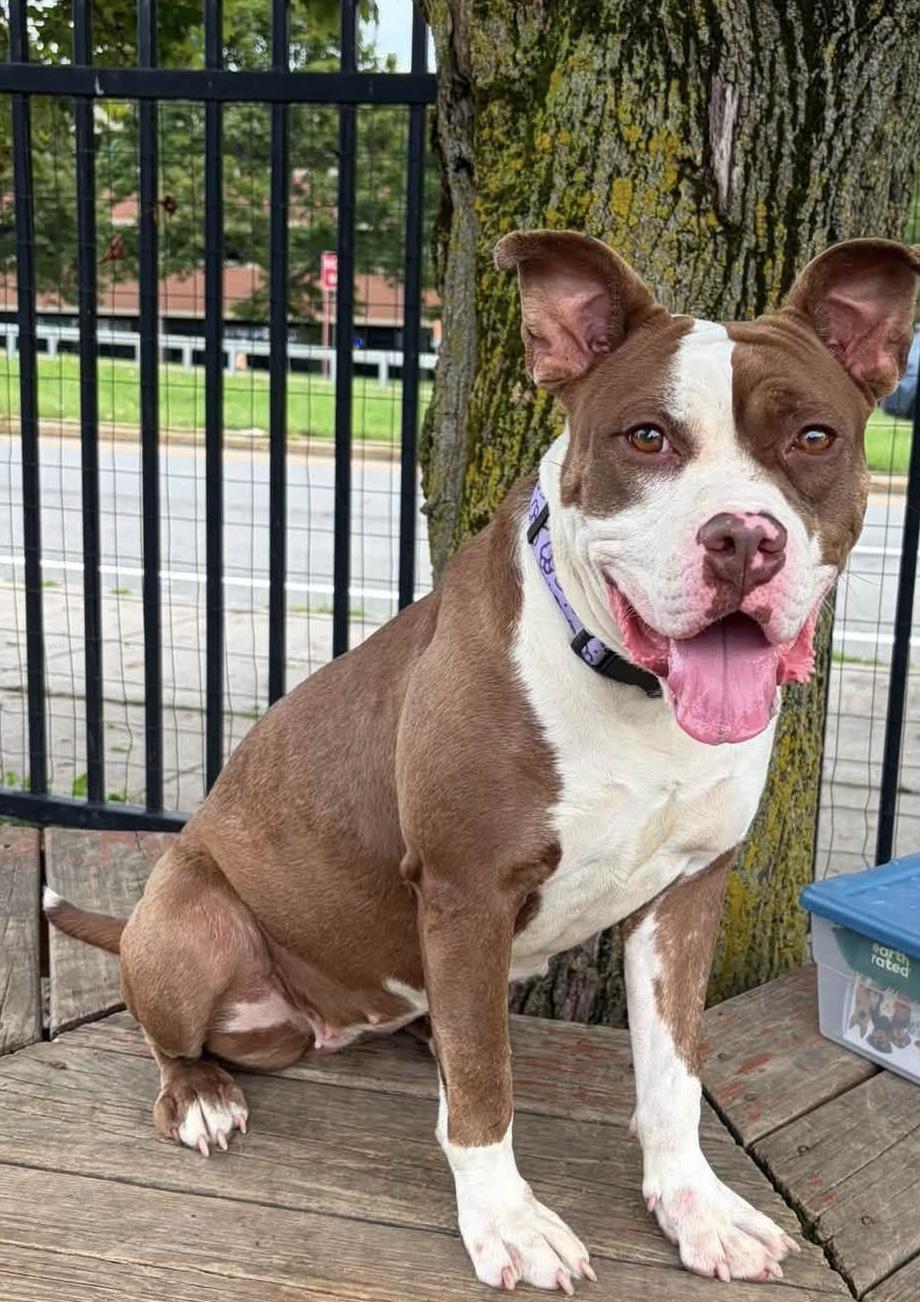 Enlarge Sylvia, a ADOPTABLE mixed breed in Buffalo, NY image 6/6