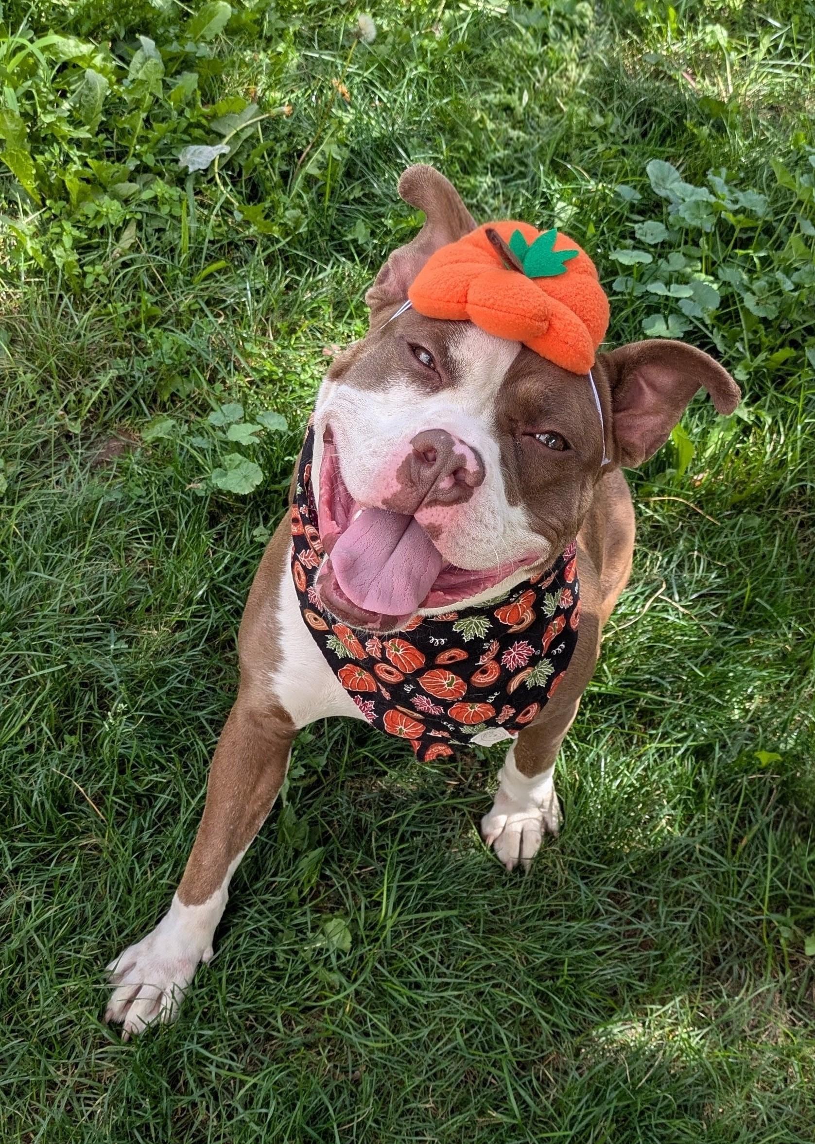 Enlarge Sylvia, a ADOPTABLE mixed breed in Buffalo, NY image 1/6
