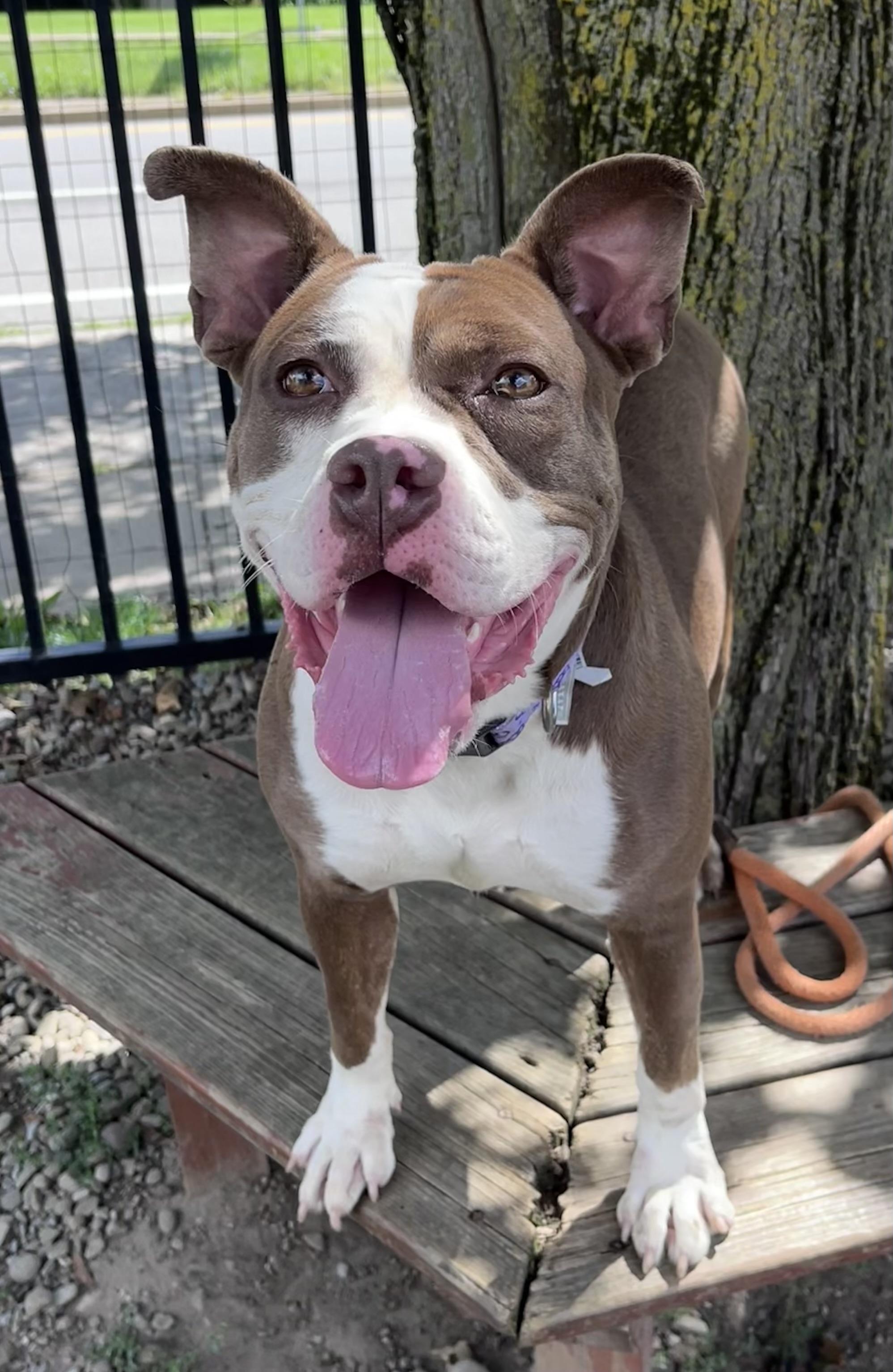 Enlarge Sylvia, a ADOPTABLE mixed breed in Buffalo, NY image 4/6