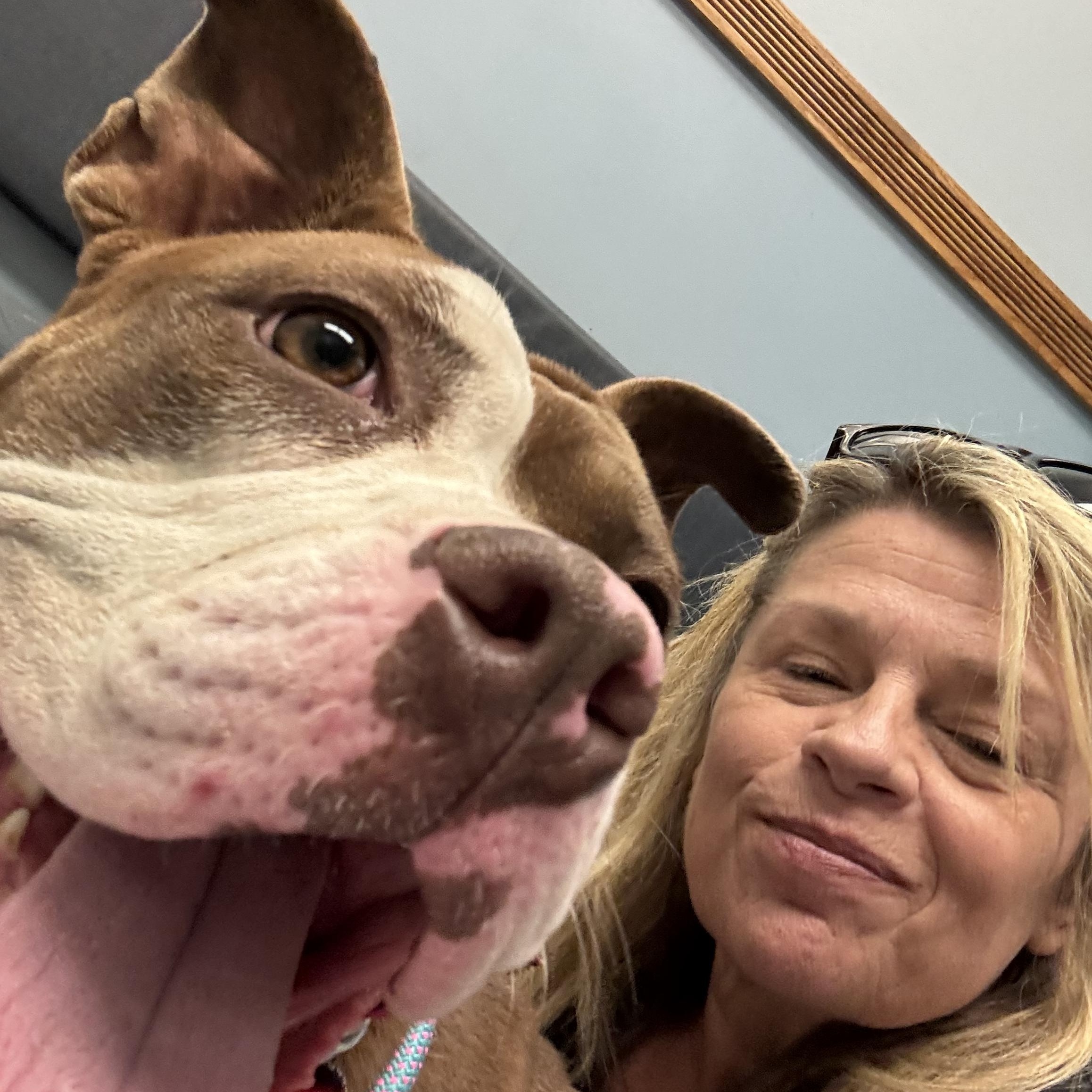 Enlarge Sylvia, a ADOPTABLE Pit Bull Terrier in Buffalo, NY image 4/6