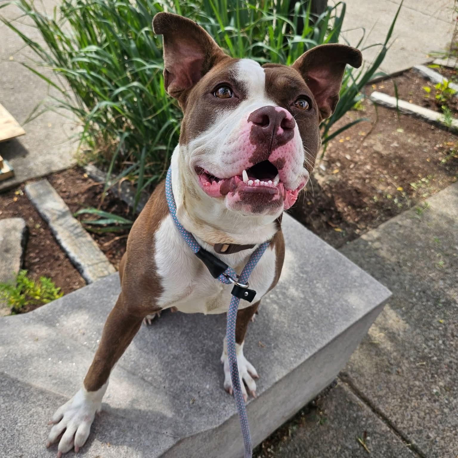 Sylvia, ADOPTABLE, Adult Female Pit Bull Terrier.