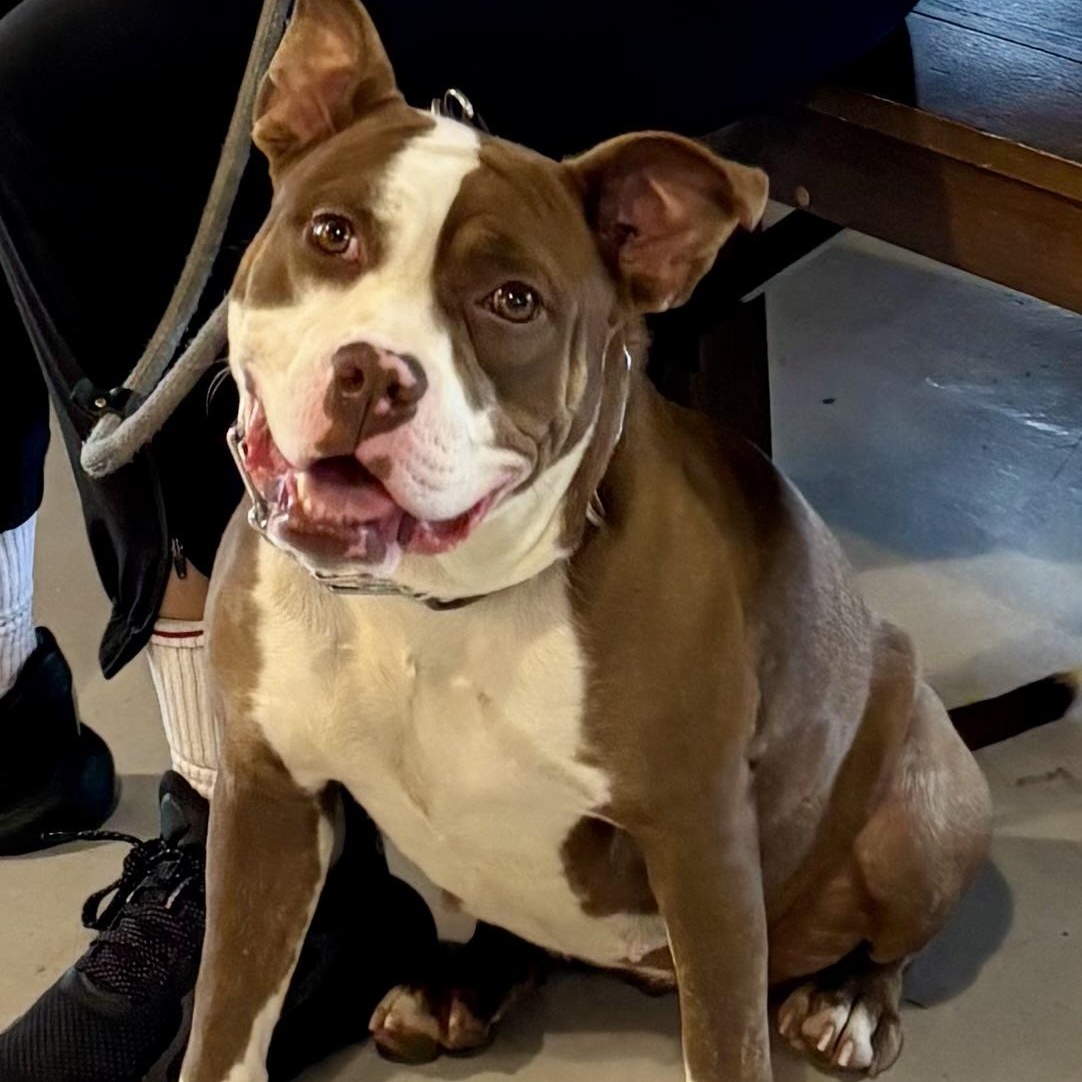 Enlarge Sylvia, a ADOPTABLE Pit Bull Terrier in Buffalo, NY image 2/6