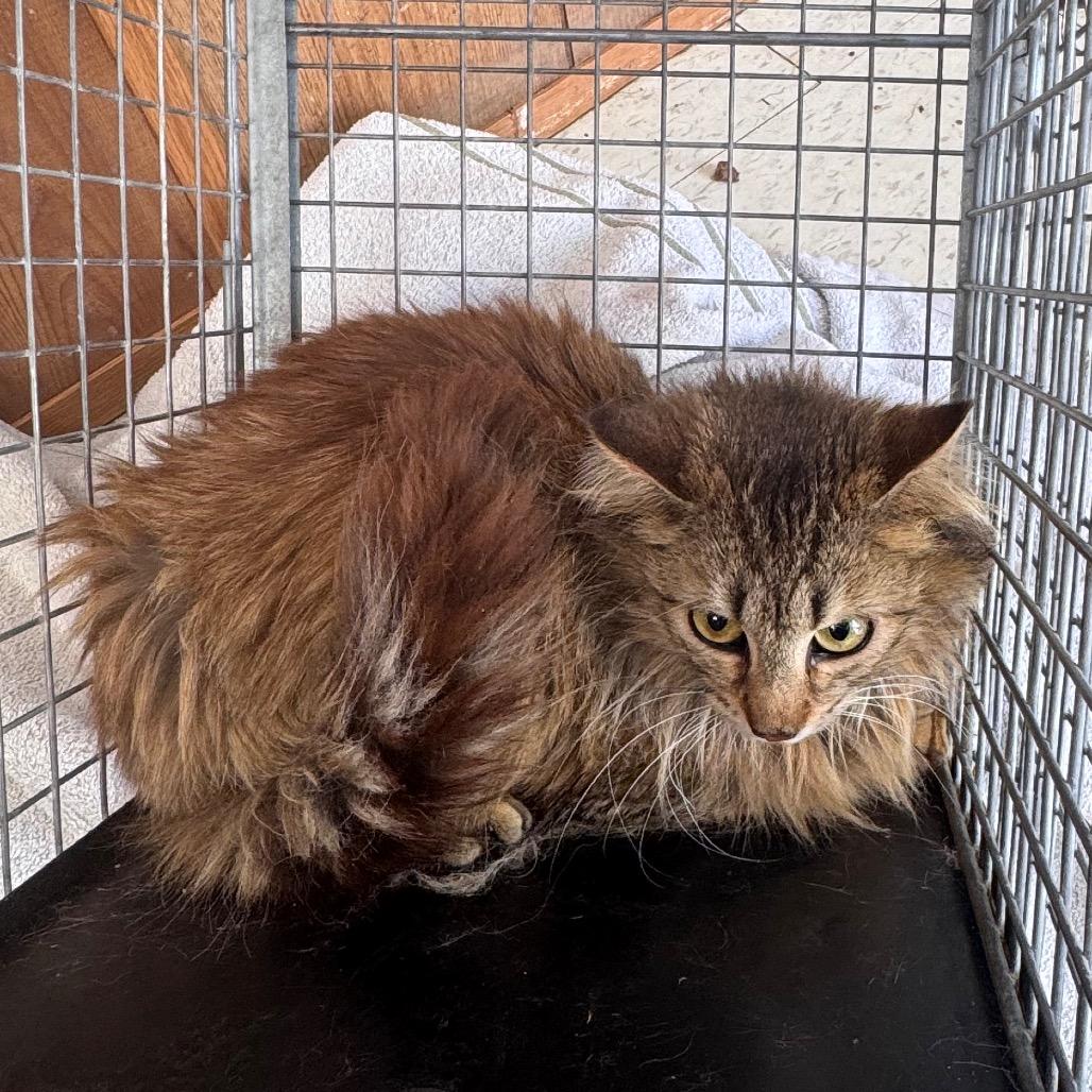 Fractious Luscious Lavender, Adoptable, Young Female Domestic Long Hair.