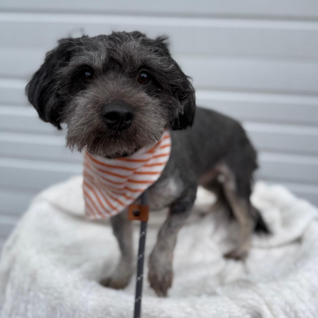 Fletcher, a Adoptable mixed breed in Newberg, OR image 1/6