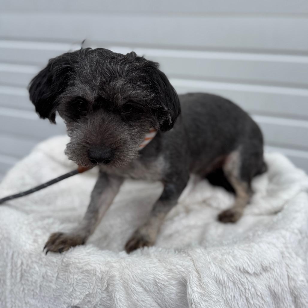 Fletcher, Adoptable, Adult Male Maltese.