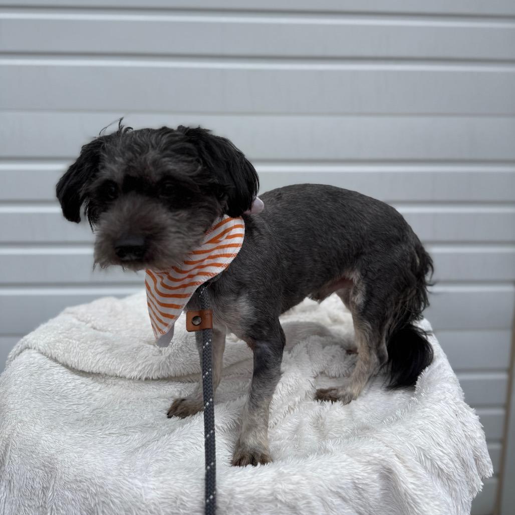 Fletcher, a Adoptable mixed breed in Newberg, OR image 3/6
