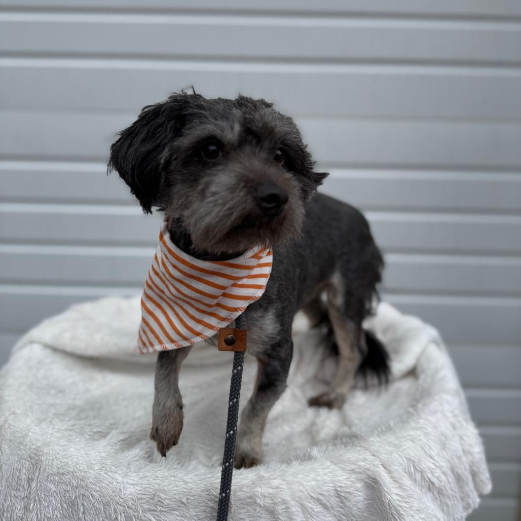 Fletcher, a Adoptable mixed breed in Newberg, OR image 4/6