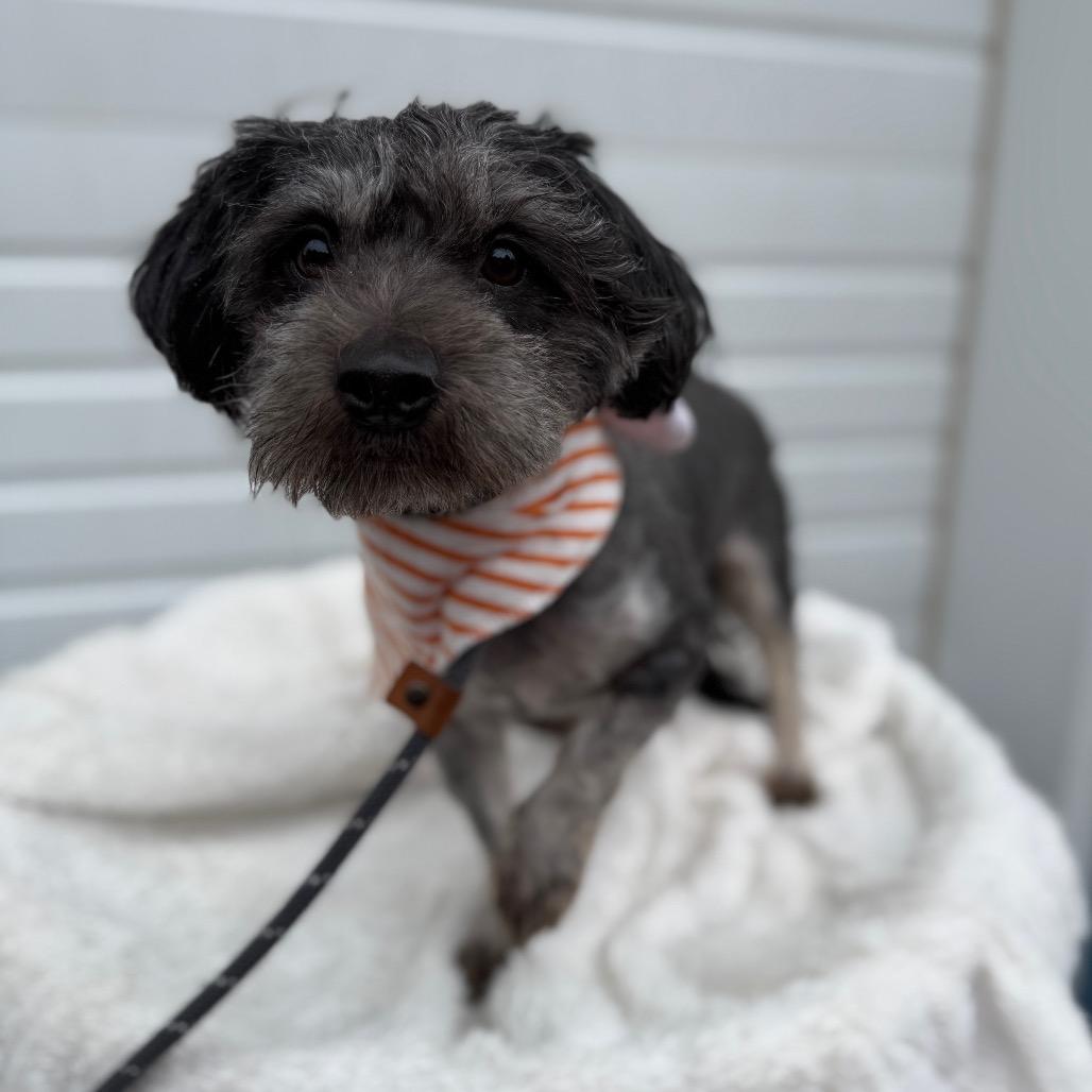 Fletcher, a Adoptable mixed breed in Newberg, OR image 5/6