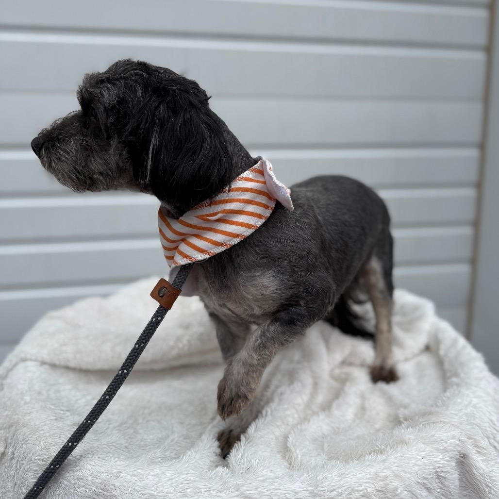 Fletcher, a Adoptable mixed breed in Newberg, OR image 6/6