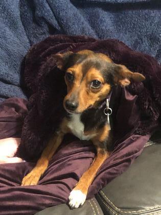 Enlarge Dia, a Adoptable mixed breed in Fort Worth, TX image 1/4