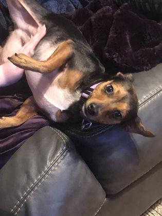 Enlarge Dia, a Adoptable mixed breed in Fort Worth, TX image 4/4