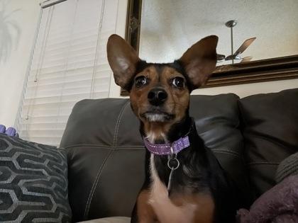 Enlarge Dia, a Adoptable mixed breed in Fort Worth, TX image 3/3