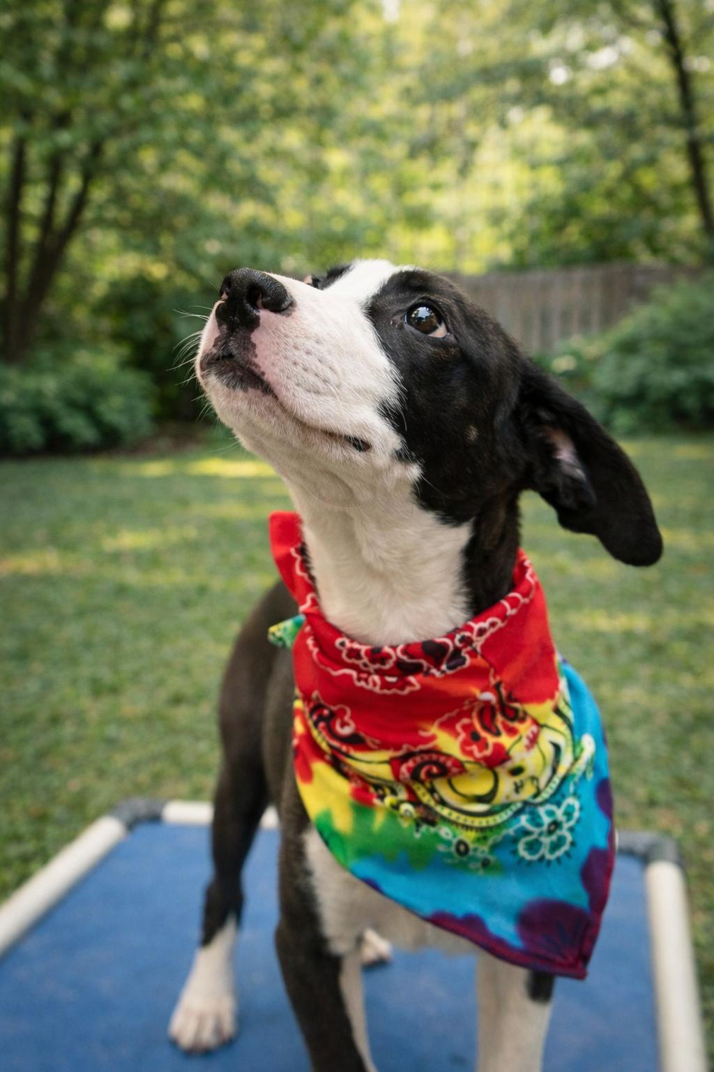 Enlarge Biscuit, a Adoptable mixed breed in Oaklyn, NJ , NJ image 6/6