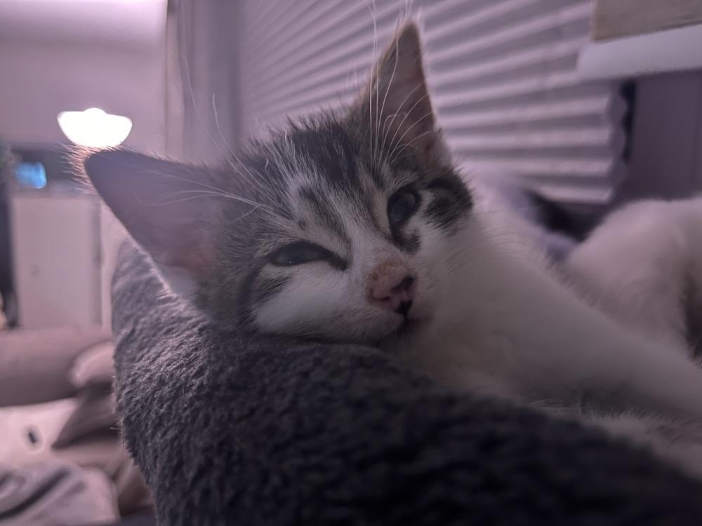McNugget, Adoptable, Kitten Male Domestic Short Hair.