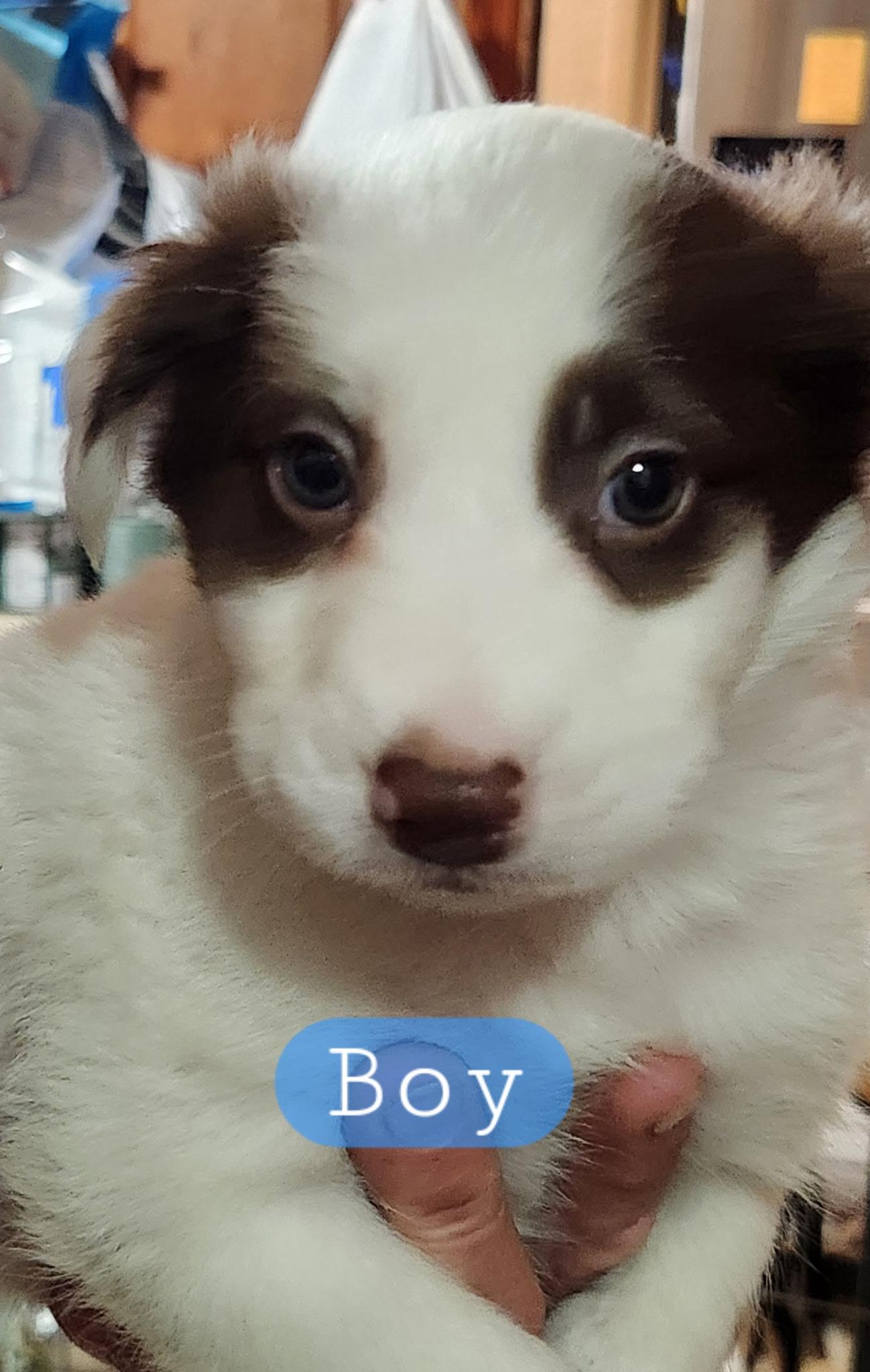 Boy 3, Baby Male Great Pyrenees