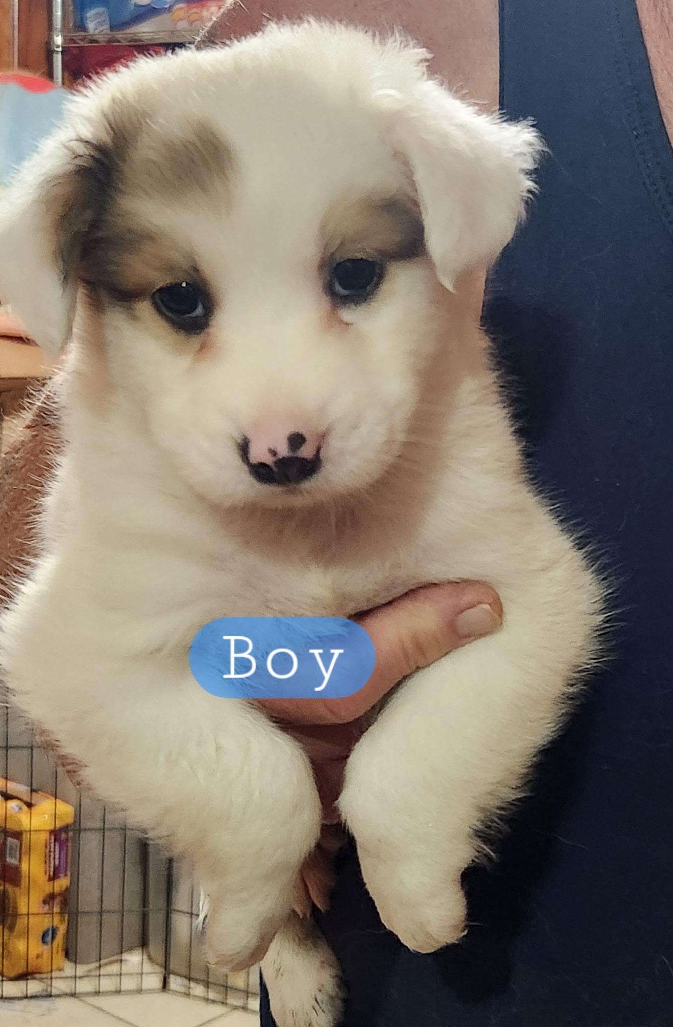 Boy 3 photo 2