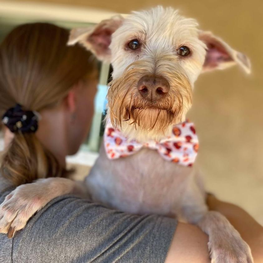 Enlarge Heckle, a Adoptable Schnauzer in Ramona, CA image 1/5