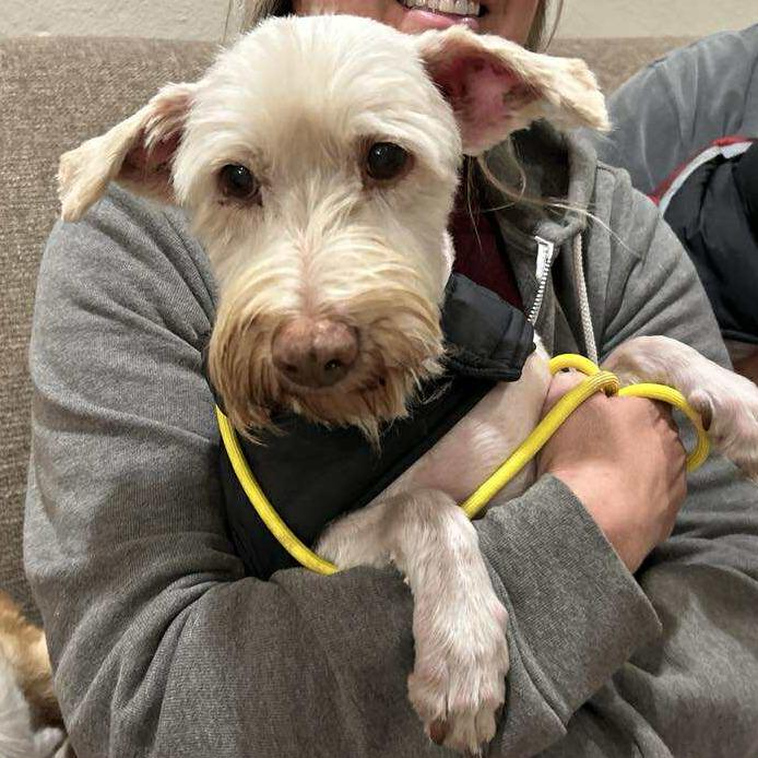 Enlarge Heckle, a Adoptable Schnauzer in Ramona, CA image 3/5