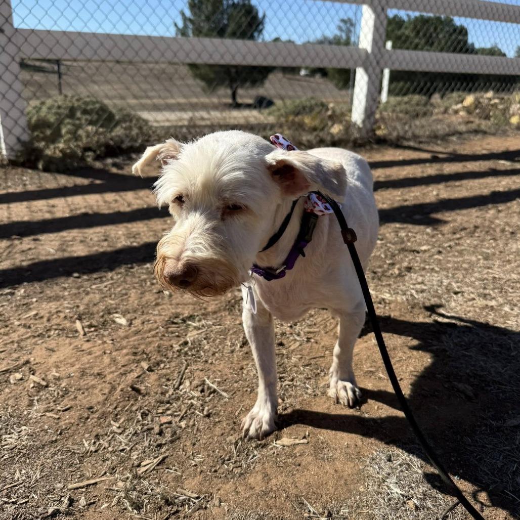 Enlarge Heckle, a Adoptable Schnauzer in Ramona, CA image 4/5