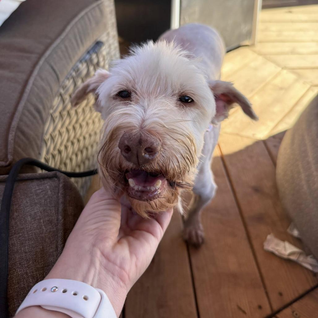 Enlarge Heckle, a Adoptable Schnauzer in Ramona, CA image 5/5
