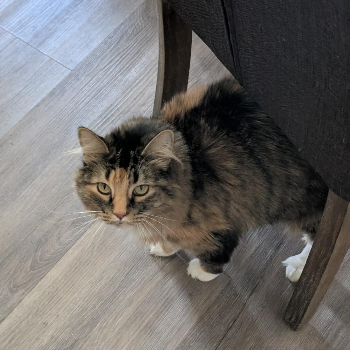 Paris Frances, an adoptable Tortoiseshell in St. George, UT image 2/3
