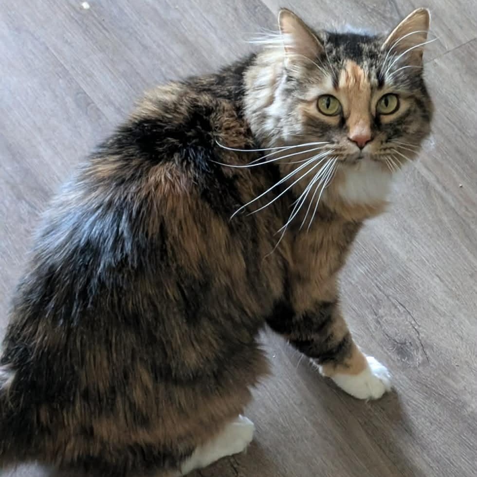 Paris Frances, an adoptable Tortoiseshell in St. George, UT image 3/3