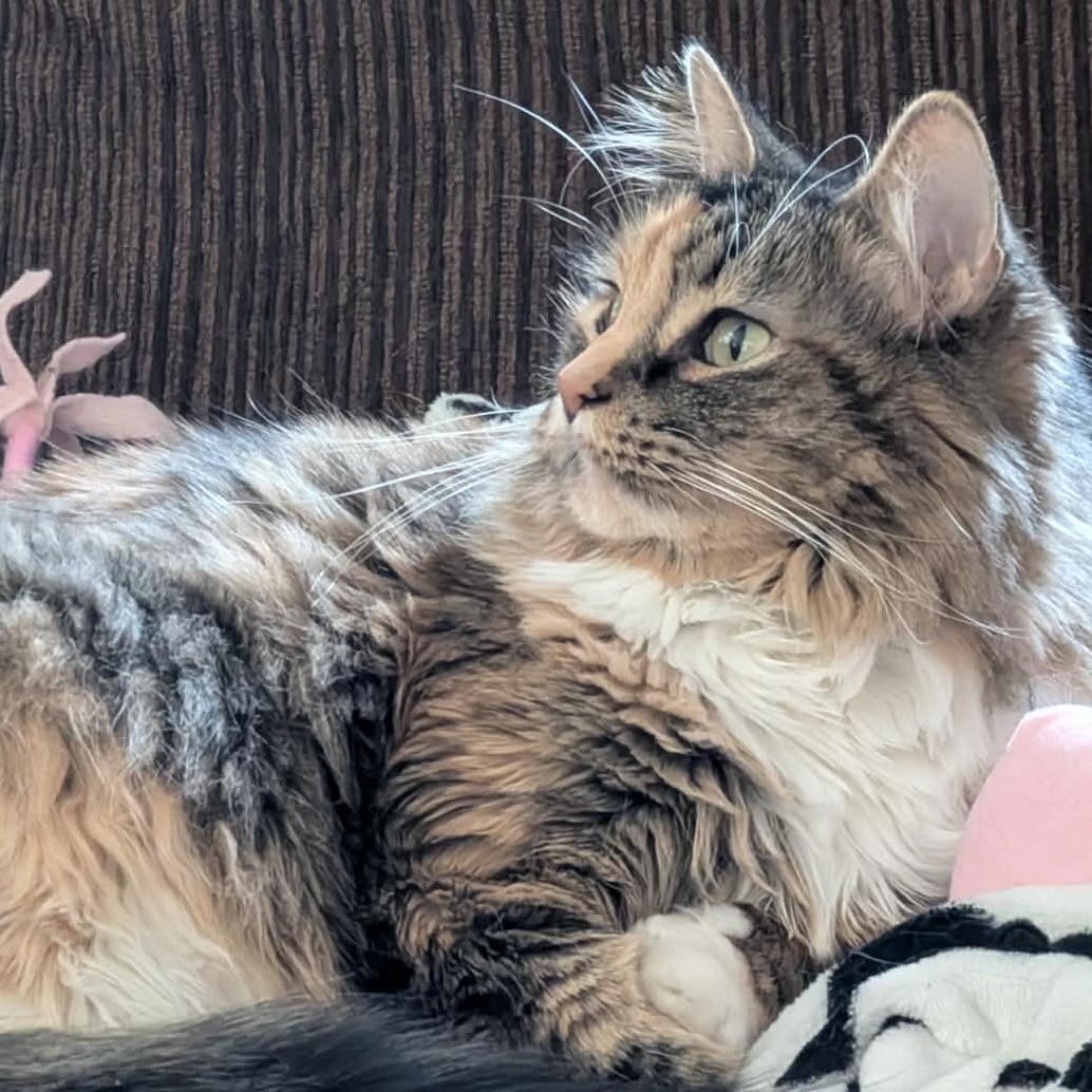 Paris Frances, adoptable, Adult Female Tortoiseshell.