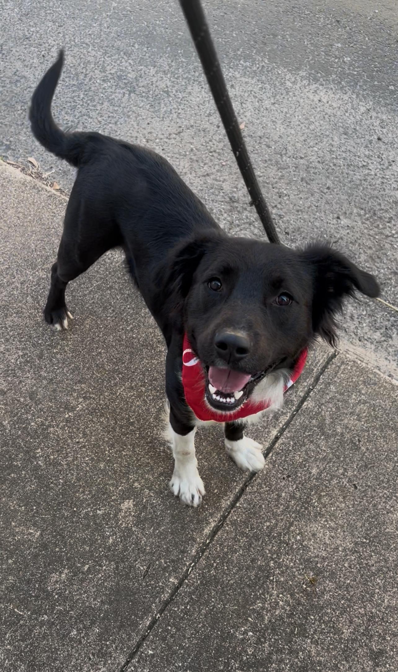 Dasher, ADOPTABLE, Young Male Border Collie.