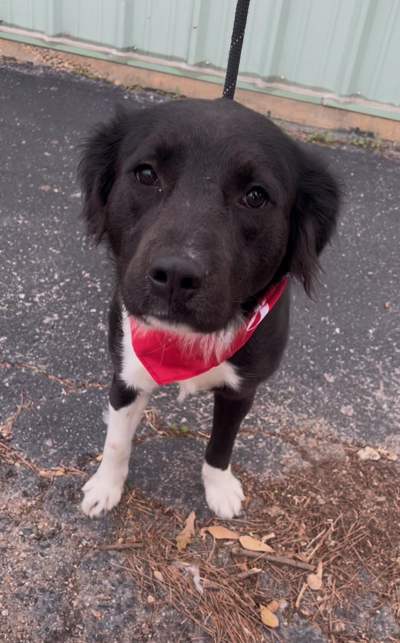 Enlarge Dasher, a ADOPTABLE mixed breed in Tyler, TX image 2/2