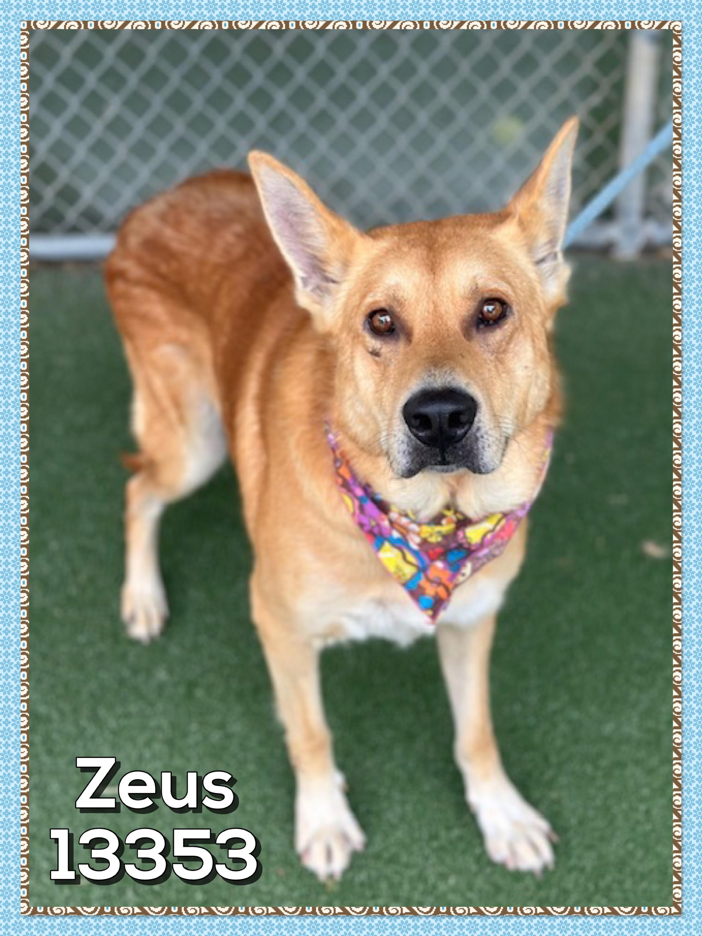 ZEUS