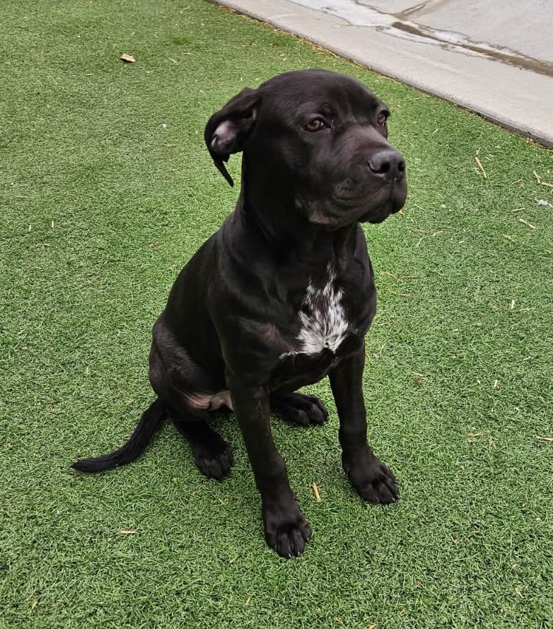 Bubby, adopted, Young Male Black Labrador Retriever.