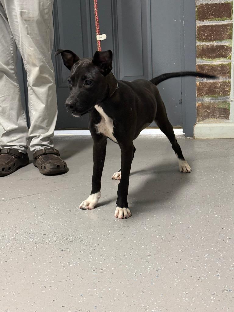 Fergie, Adoptable, Puppy Female Mixed Breed.