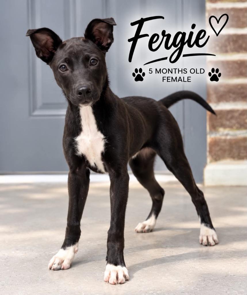 Enlarge Fergie, a Adoptable mixed breed in Kingsland, GA image 2/3