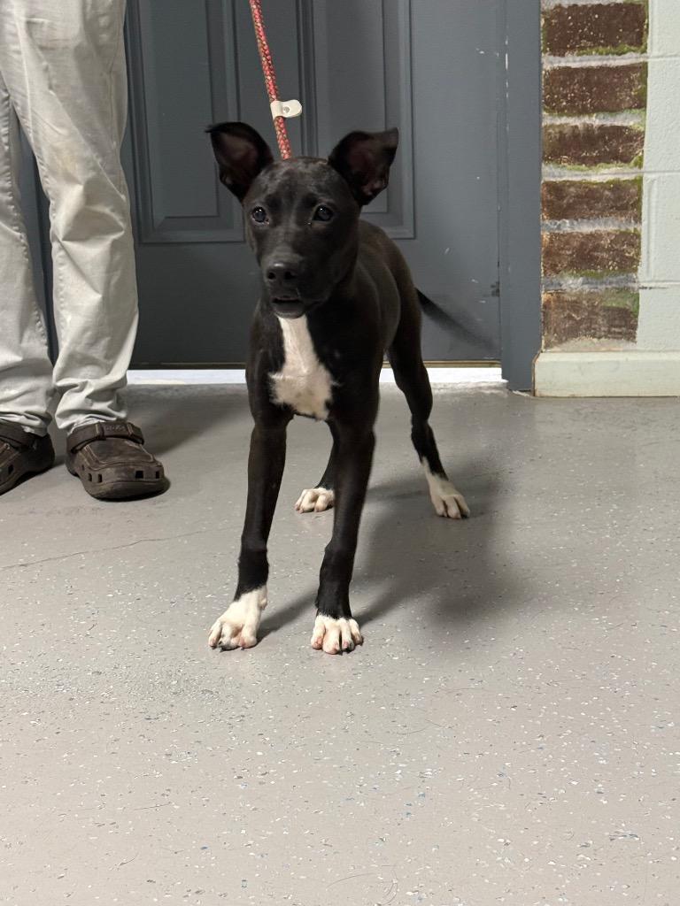 Enlarge Fergie, a Adoptable mixed breed in Kingsland, GA image 3/3