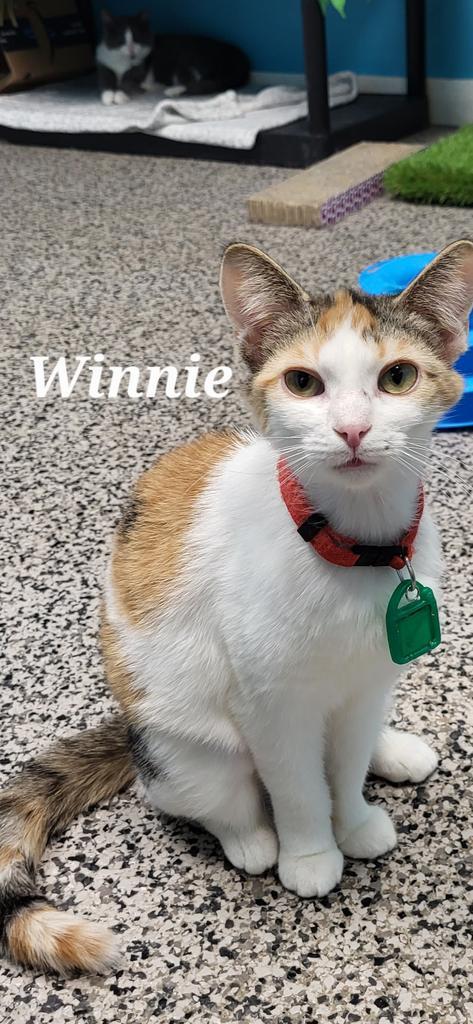 Enlarge Winnie, a Adoptable Domestic Short Hair in Kendallville, IN image 1/1