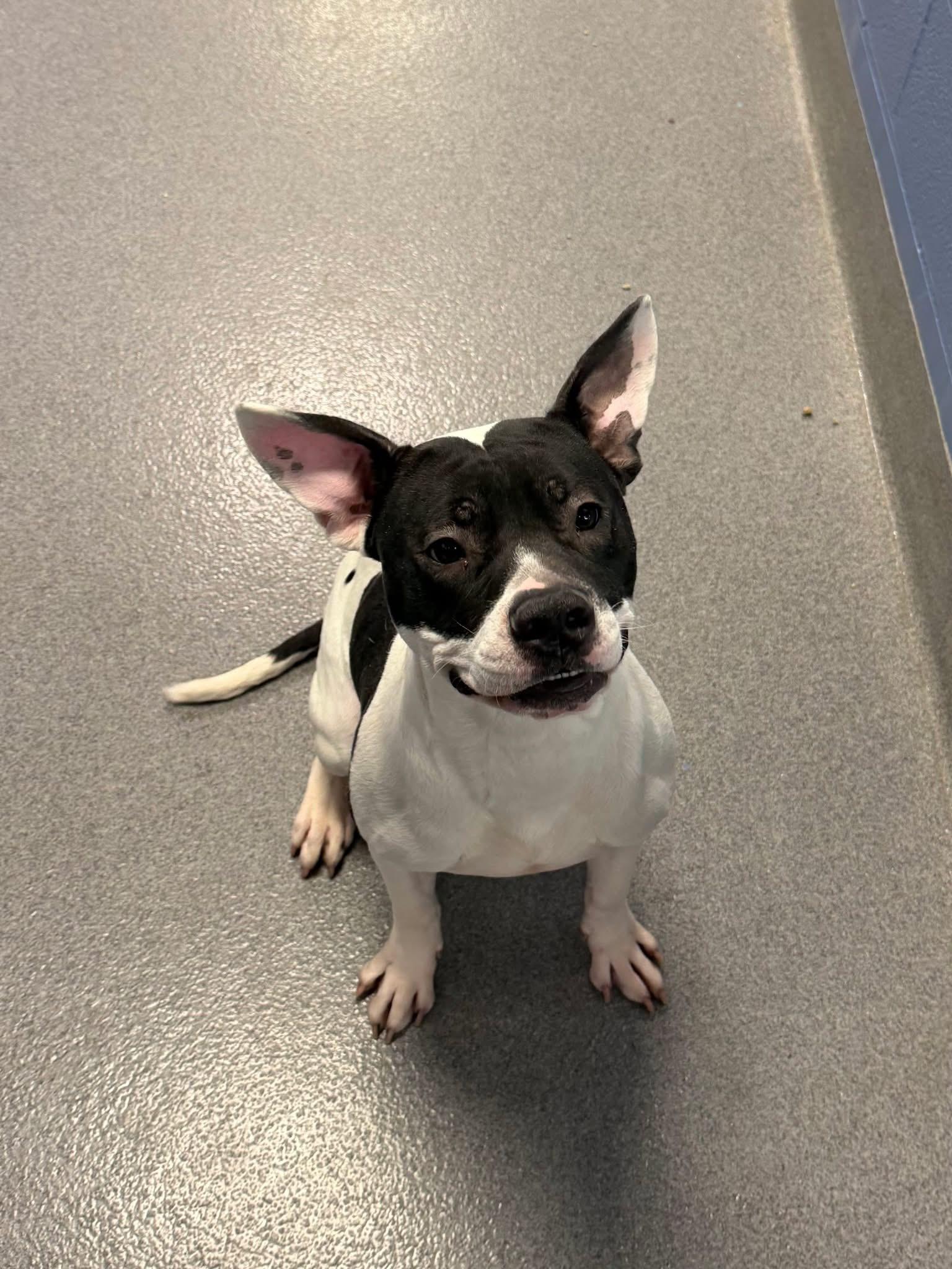 Enlarge Foster Me! Mr. Cold, a ADOPTABLE mixed breed in Oswego, IL image 1/5