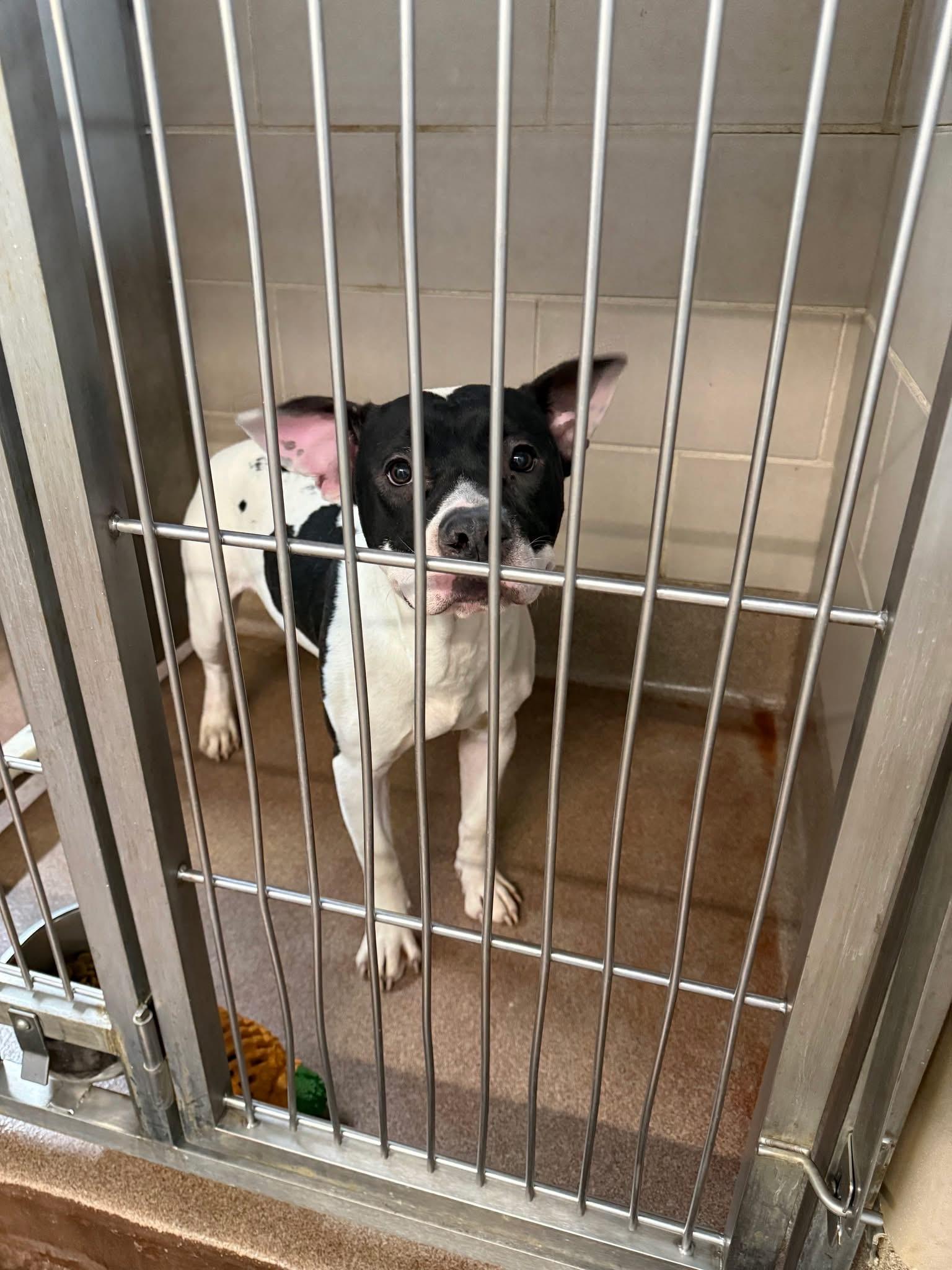 Enlarge Foster Me! Mr. Cold, a ADOPTABLE mixed breed in Oswego, IL image 4/5