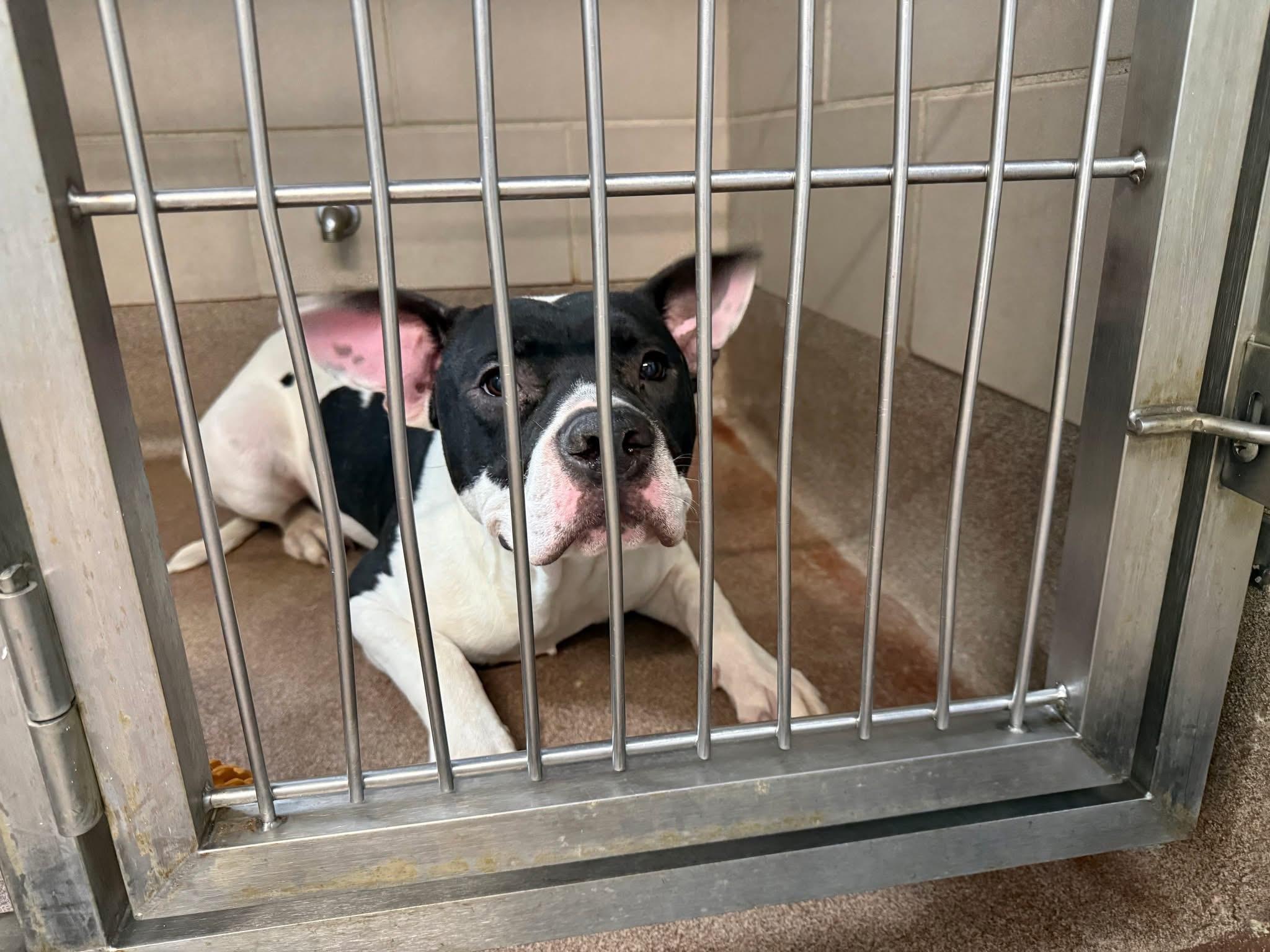 Enlarge Foster Me! Mr. Cold, a ADOPTABLE mixed breed in Oswego, IL image 3/5