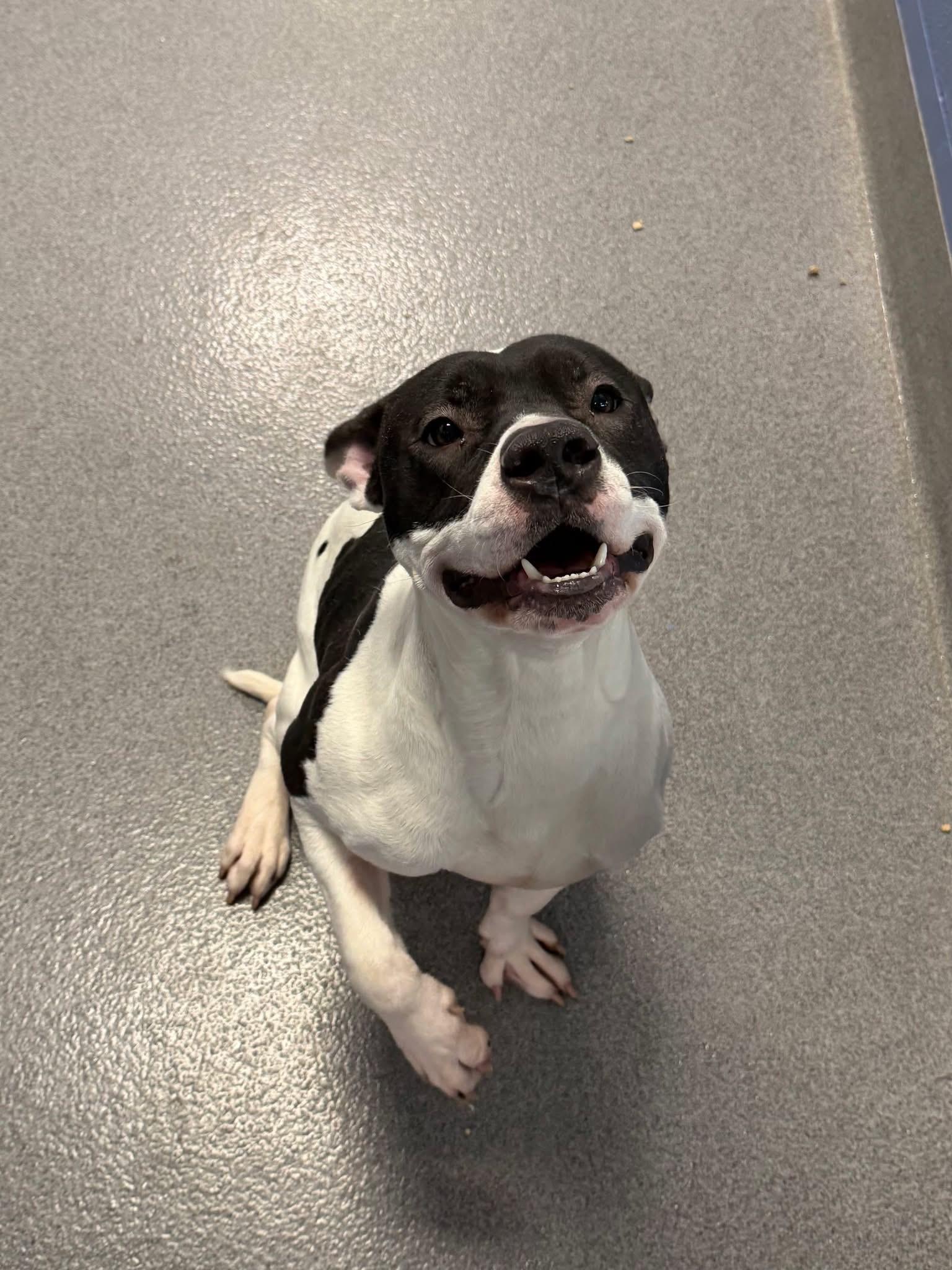 Enlarge Foster Me! Mr. Cold, a ADOPTABLE mixed breed in Oswego, IL image 2/5