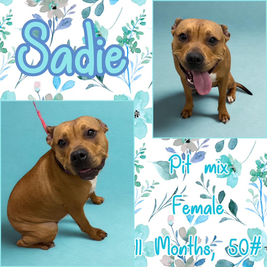Sadie 2