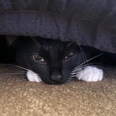 Alfred, Adoptable, Young Male Domestic Short Hair.