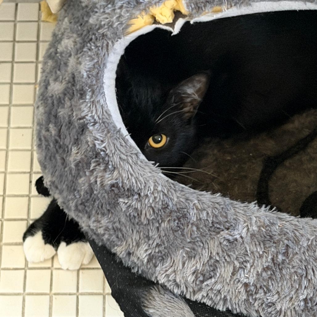 Enlarge Alfred, a Adoptable Domestic Short Hair in Washougal, WA image 2/6