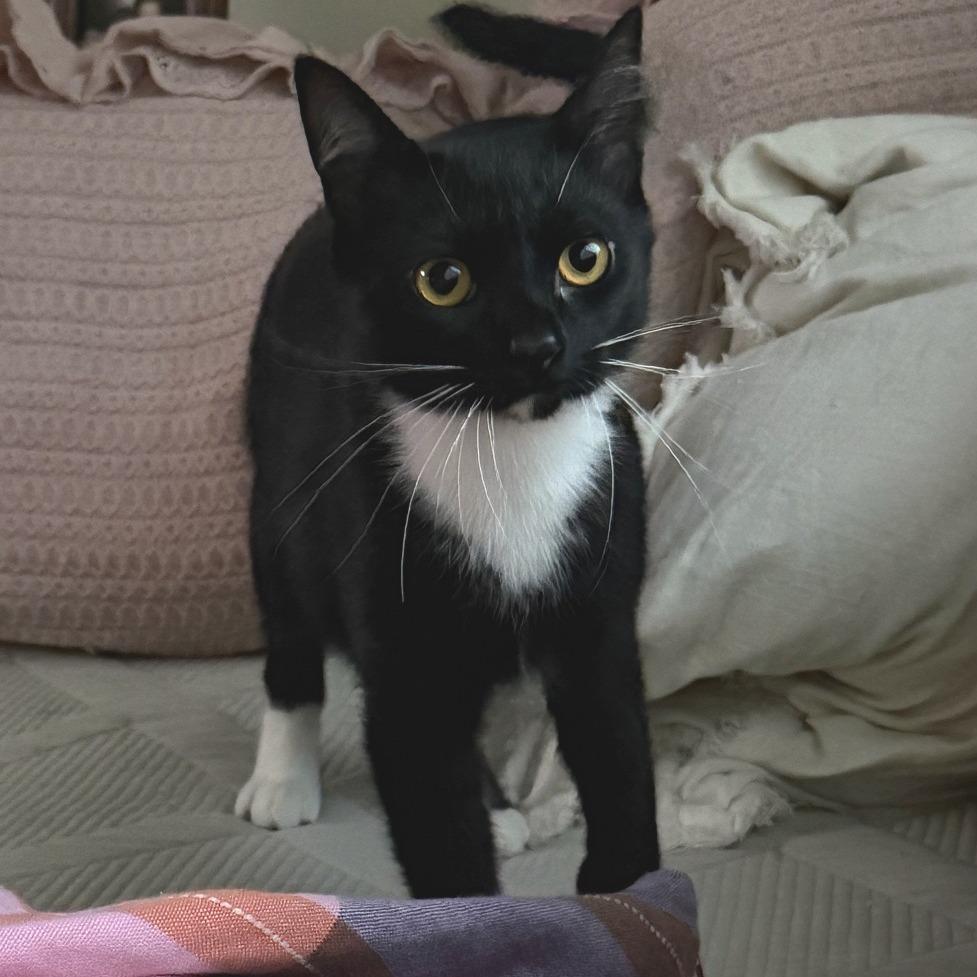 Enlarge Alfred, a Adoptable Domestic Short Hair in Washougal, WA image 3/6