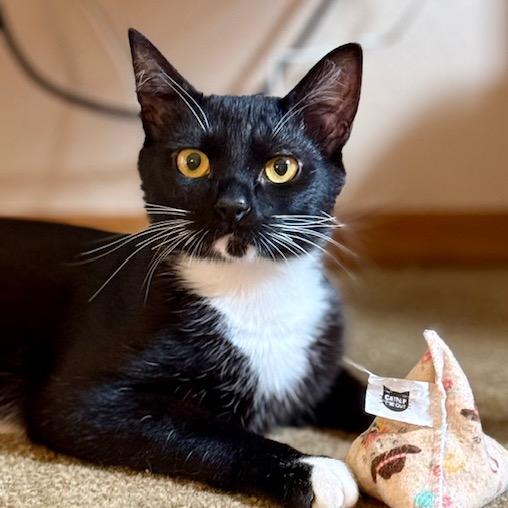 Alfred, a Adoptable Domestic Short Hair in Washougal, WA image 2/3