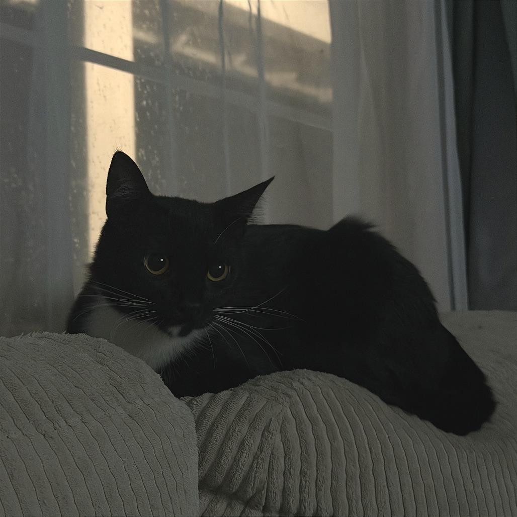 Enlarge Alfred, a Adoptable Domestic Short Hair in Washougal, WA image 5/6