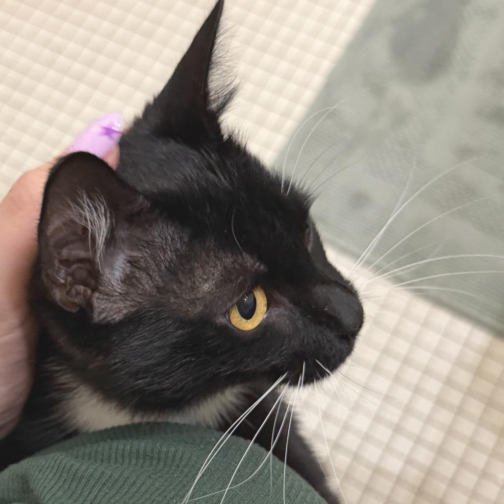 Enlarge Alfred, a Adoptable Domestic Short Hair in Washougal, WA image 6/6