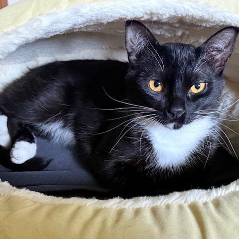 Alfred, a Adoptable Domestic Short Hair in Washougal, WA image 3/3